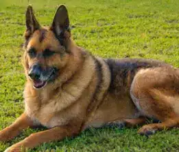 Insurance for Pet – Every Pet Owner Needs Reliable Coverage