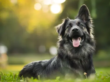 How to Treat Diarrhea in Dogs – Causes, Remedies & Vet Care