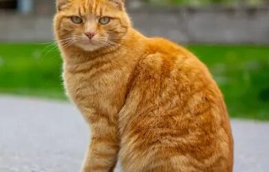 Pet Insurance That Covers Vaccinations – Fleamail