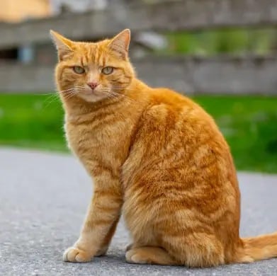 Pet Insurance That Covers Vaccinations – Fleamail