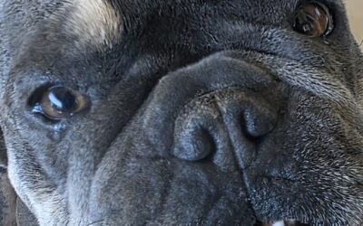 Seasonal Pet Care: A Complete Guide for All Weather Wellness