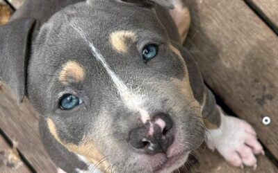 Dog Daycare Near Me: The Ultimate Guide for Pet Parents