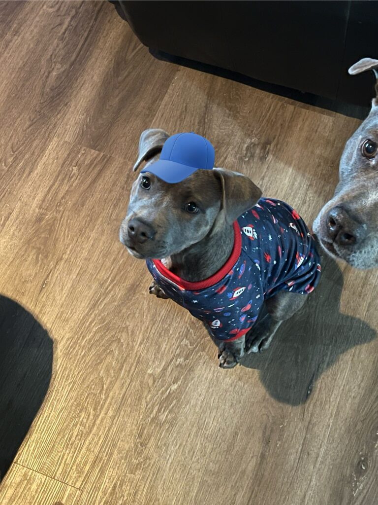 A dressed dog wearing a blue cap