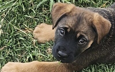 Effective Tick Prevention for Outdoor Dogs