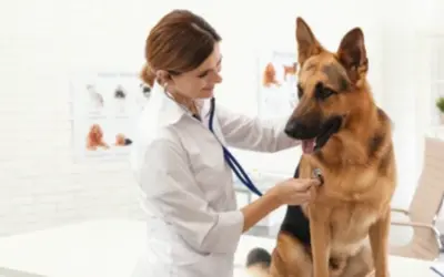 Dog Wag: Best Dog Insurance Plan for Large Dogs