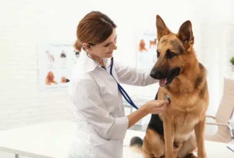 Dog Wag: Best Dog Insurance Plan for Large Dogs