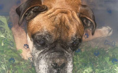 Clinical Strategies for Flea Control