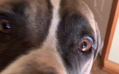 The Silent Threat: The Importance of Year-Round Parasite Control for Pets