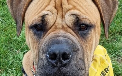 Dog Parasite Treatments, Dosage & Weight Brackets