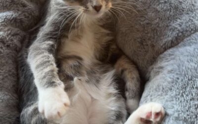 Protecting Little Paws: Puppy & Kitten Parasite Prevention Schedule